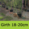 Salix Sepulcratis Chrysocoma Alba Tristis Babylonica Aurea girth 18-20cm
